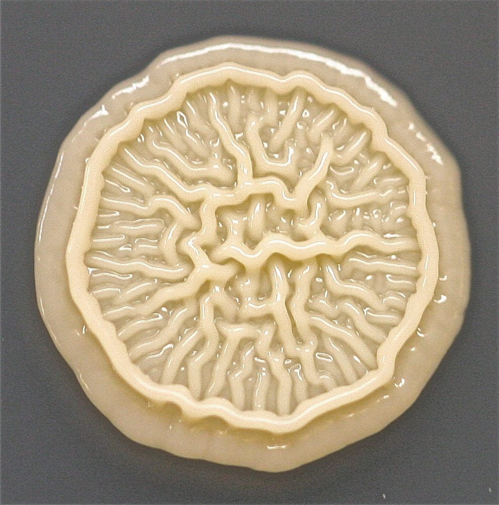 bacteria-closeup-1